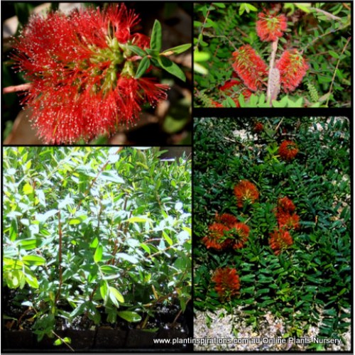 Melaleuca hypericifolia Hillock Bush 1 Plants Red Honey Myrtle Shrubs